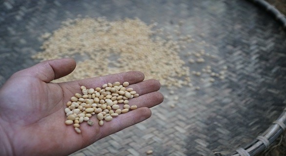 soybean varieties