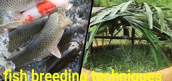 How to help fish to reproduce